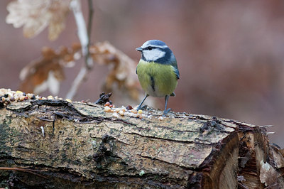 BUITEN BEELD Foto: 120848