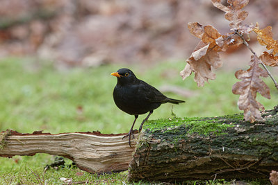 BUITEN BEELD Foto: 120851