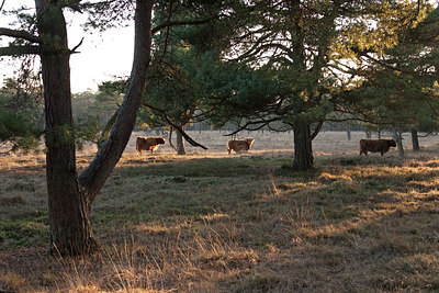 BUITEN BEELD Foto: 120866