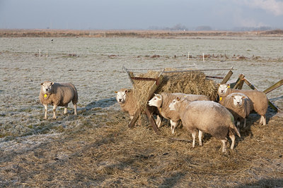 BUITEN BEELD Foto: 120867