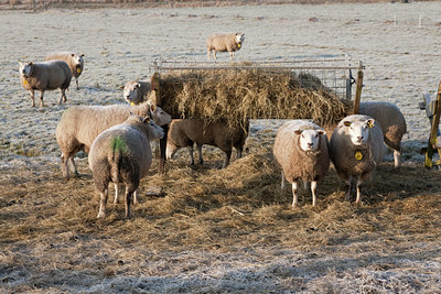 BUITEN BEELD Foto: 120869