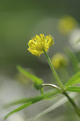 BUITEN BEELD Foto: 120906