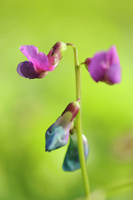 BUITEN BEELD Foto: 120933