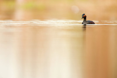 BUITEN BEELD Foto: 120949