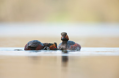 BUITEN BEELD Foto: 120951