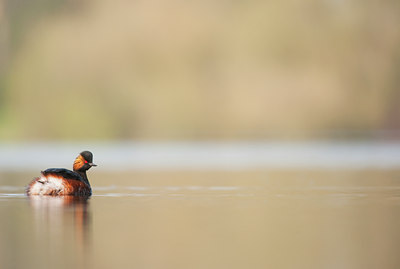 BUITEN BEELD Foto: 120952