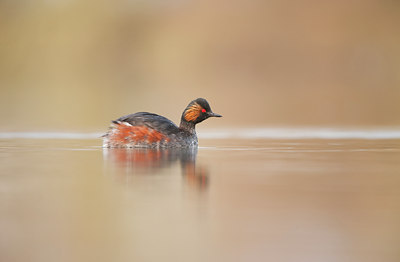 BUITEN BEELD Foto: 120955
