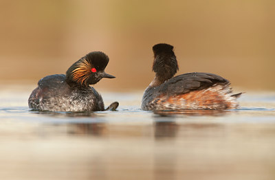 BUITEN BEELD Foto: 120957