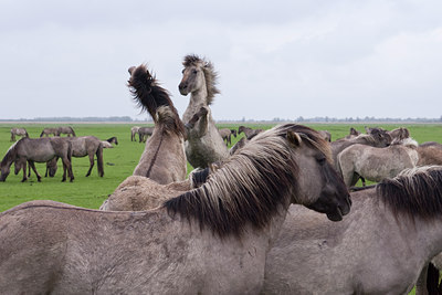 BUITEN BEELD Foto: 121037