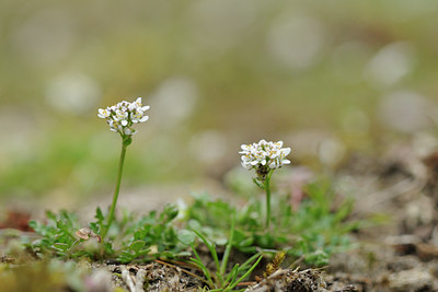 BUITEN BEELD Foto: 121110