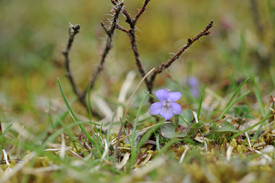 BUITEN BEELD Foto: 121129