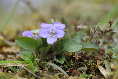 BUITEN BEELD Foto: 121133