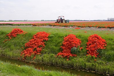 BUITEN BEELD Foto: 121155