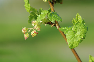 BUITEN BEELD Foto: 121262