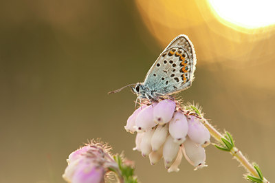 BUITEN BEELD Foto: 121276