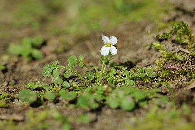 BUITEN BEELD Foto: 121284