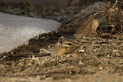 BUITEN BEELD Foto: 121310