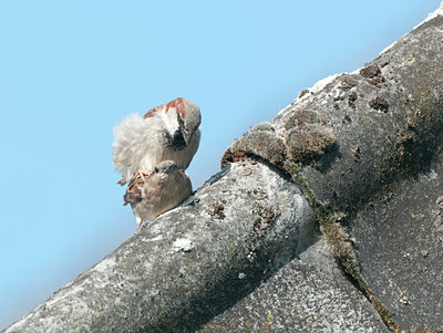 BUITEN BEELD Foto: 121323