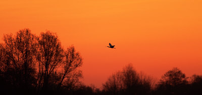 BUITEN BEELD Foto: 121328