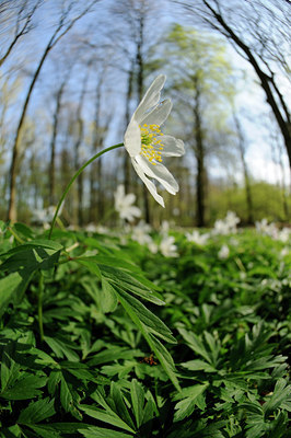 BUITEN BEELD Foto: 121347