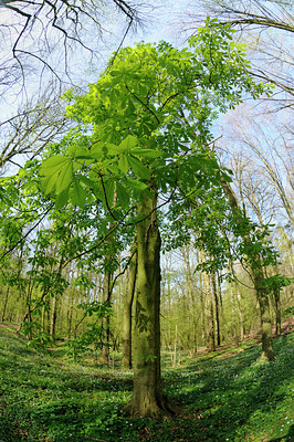 BUITEN BEELD Foto: 121349