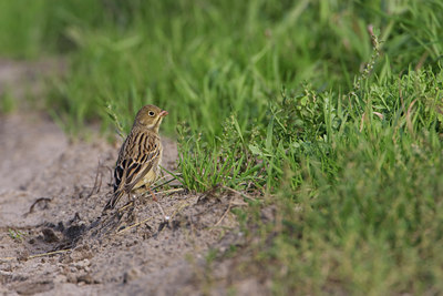 BUITEN BEELD Foto: 121405