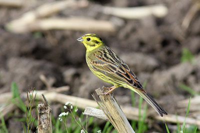 BUITEN BEELD Foto: 121414