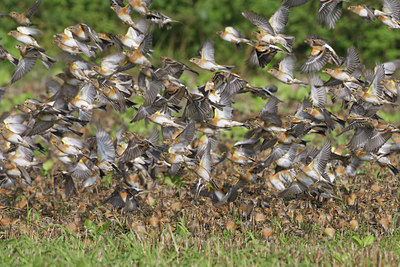 BUITEN BEELD Foto: 121443