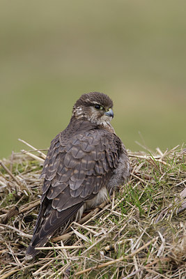 BUITEN BEELD Foto: 121446