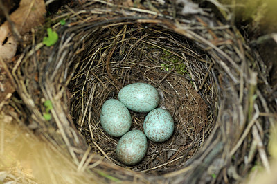 BUITEN BEELD Foto: 121502