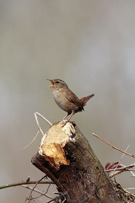 BUITEN BEELD Foto: 121552