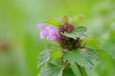 BUITEN BEELD Foto: 121575