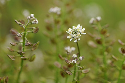 BUITEN BEELD Foto: 121583