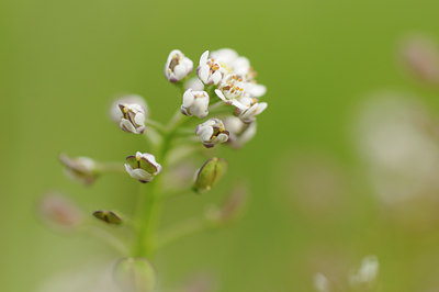 BUITEN BEELD Foto: 121585