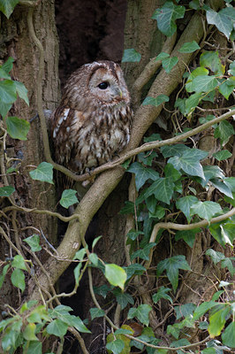 BUITEN BEELD Foto: 121594