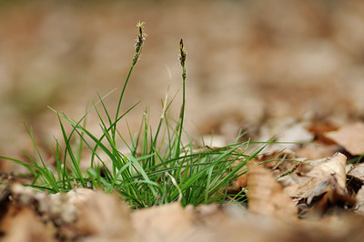 BUITEN BEELD Foto: 121630