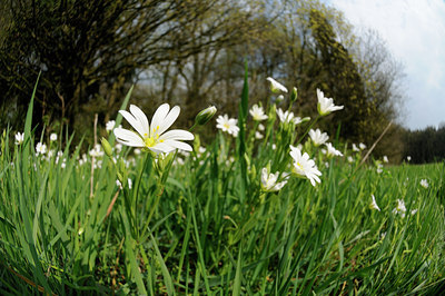 BUITEN BEELD Foto: 121636