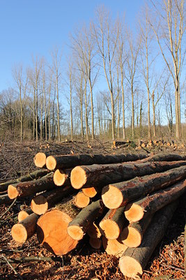 BUITEN BEELD Foto: 121641