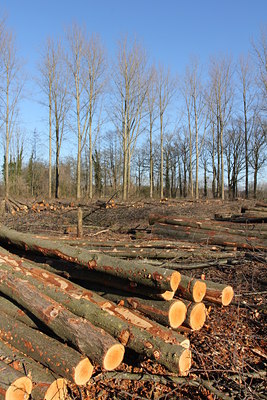BUITEN BEELD Foto: 121644