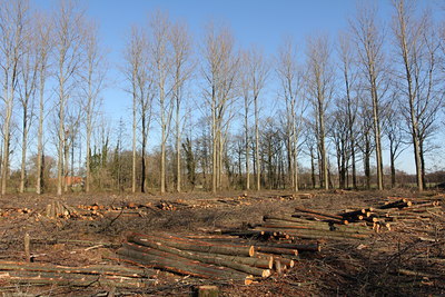 BUITEN BEELD Foto: 121645