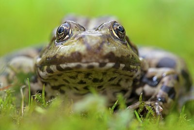 BUITEN BEELD Foto: 121743