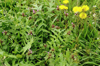 BUITEN BEELD Foto: 121822