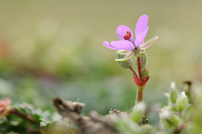 BUITEN BEELD Foto: 121830