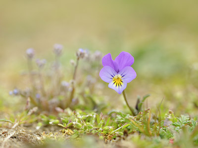 BUITEN BEELD Foto: 121833