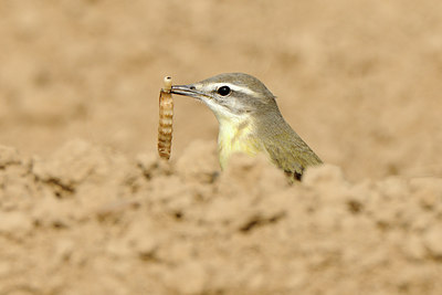 BUITEN BEELD Foto: 121863