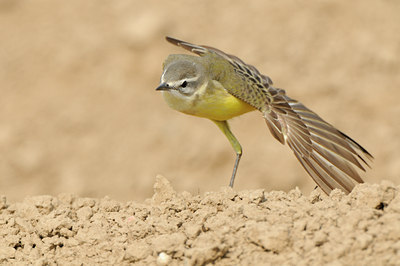 BUITEN BEELD Foto: 121867