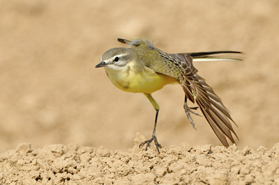 BUITEN BEELD Foto: 121878