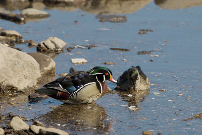 BUITEN BEELD Foto: 121910