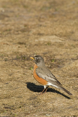 BUITEN BEELD Foto: 121914