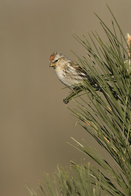 BUITEN BEELD Foto: 121918